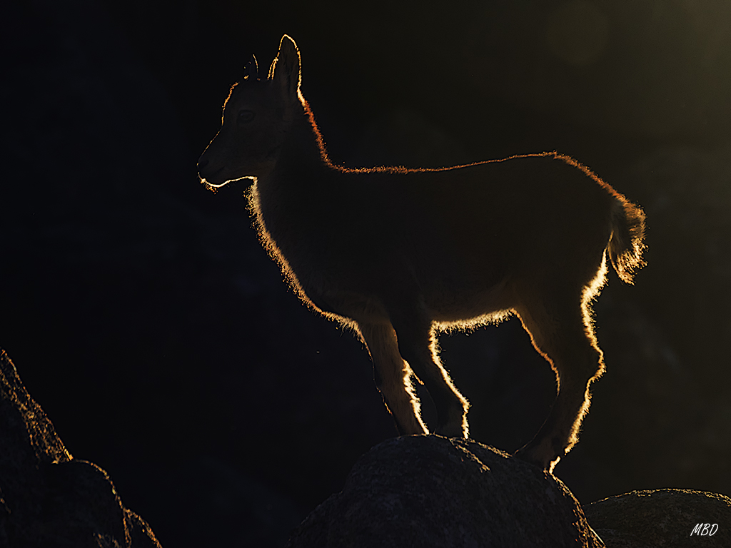 Perfilado a contraluz