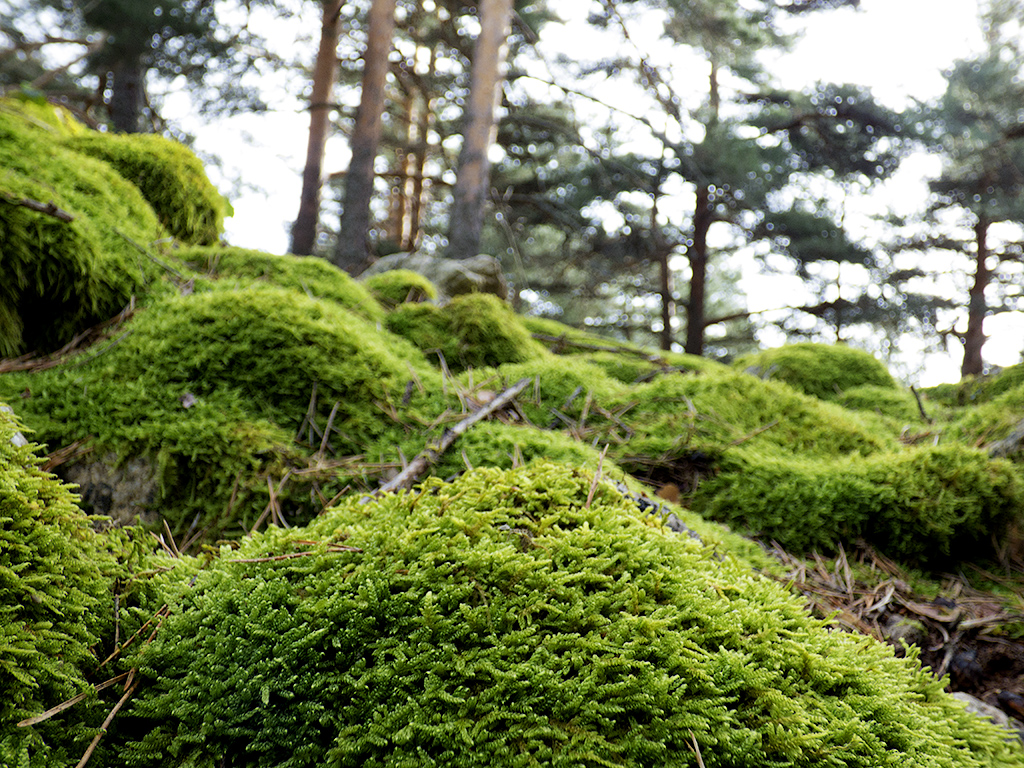 Pinares de Pedriza, ene2016.