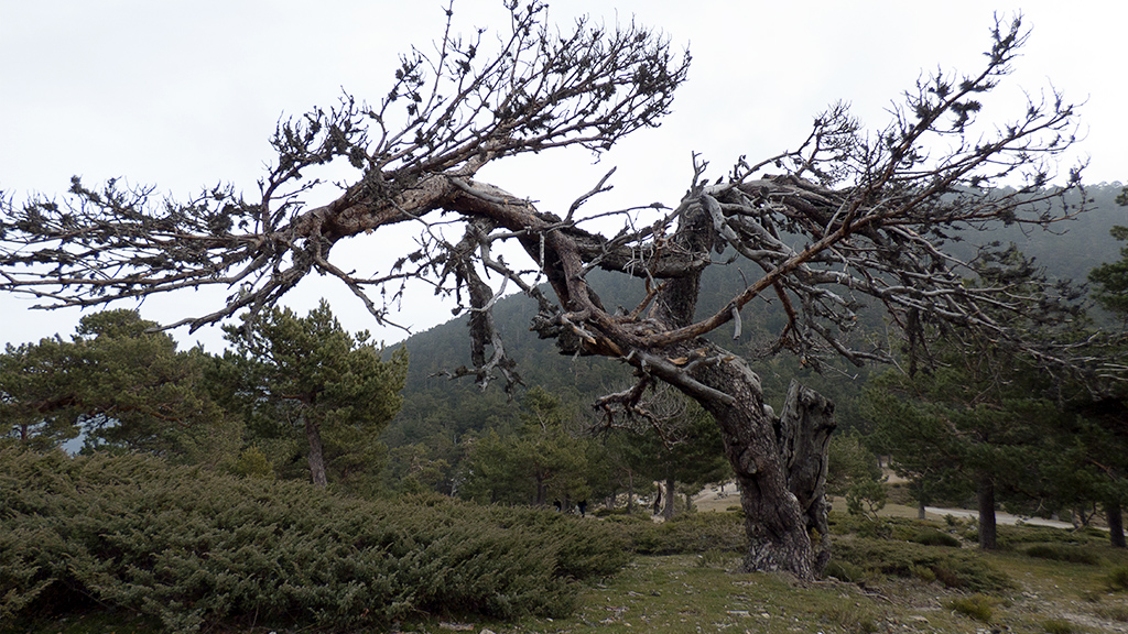 Pedriza, ene2016. Testigo inmutable