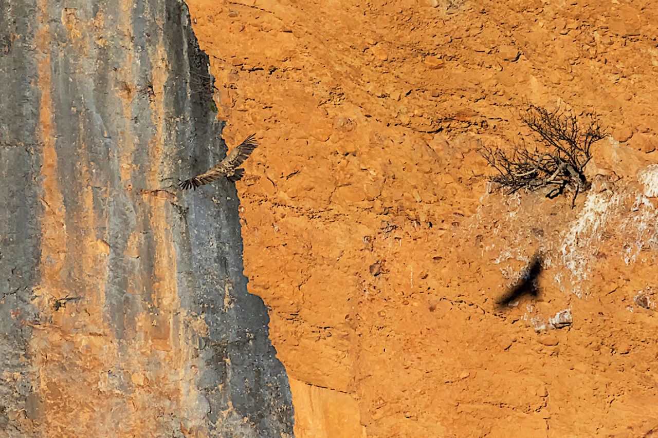 Huyendo de su sombra