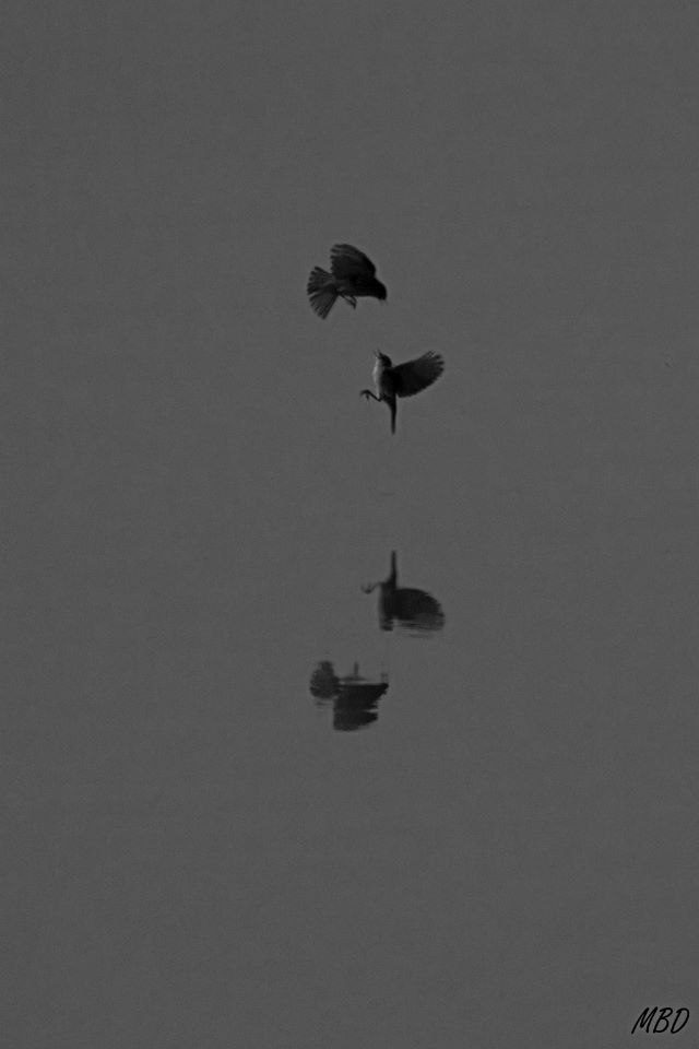 Los Galachos, Zaragoza, feb2016