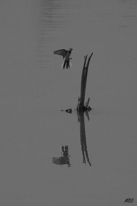 Los Galachos, Zaragoza, feb2016