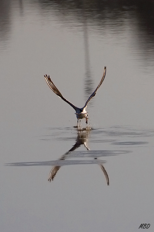Embalse de Santillana, dic2015