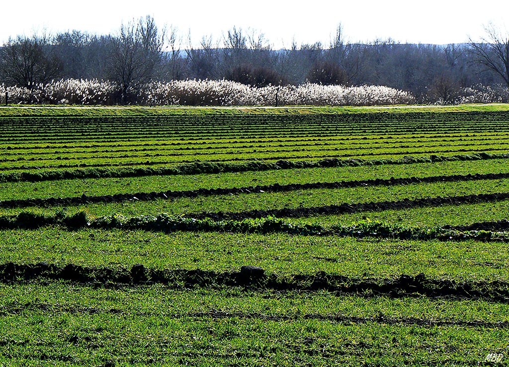La Marañosa, ene2015.