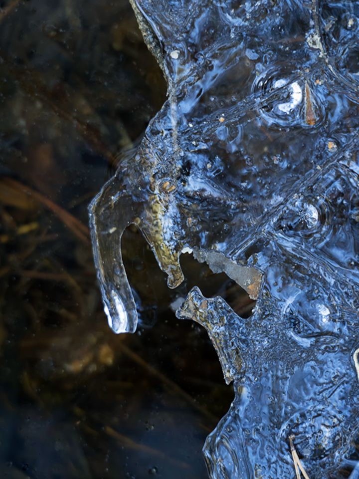 El guardián del hielo