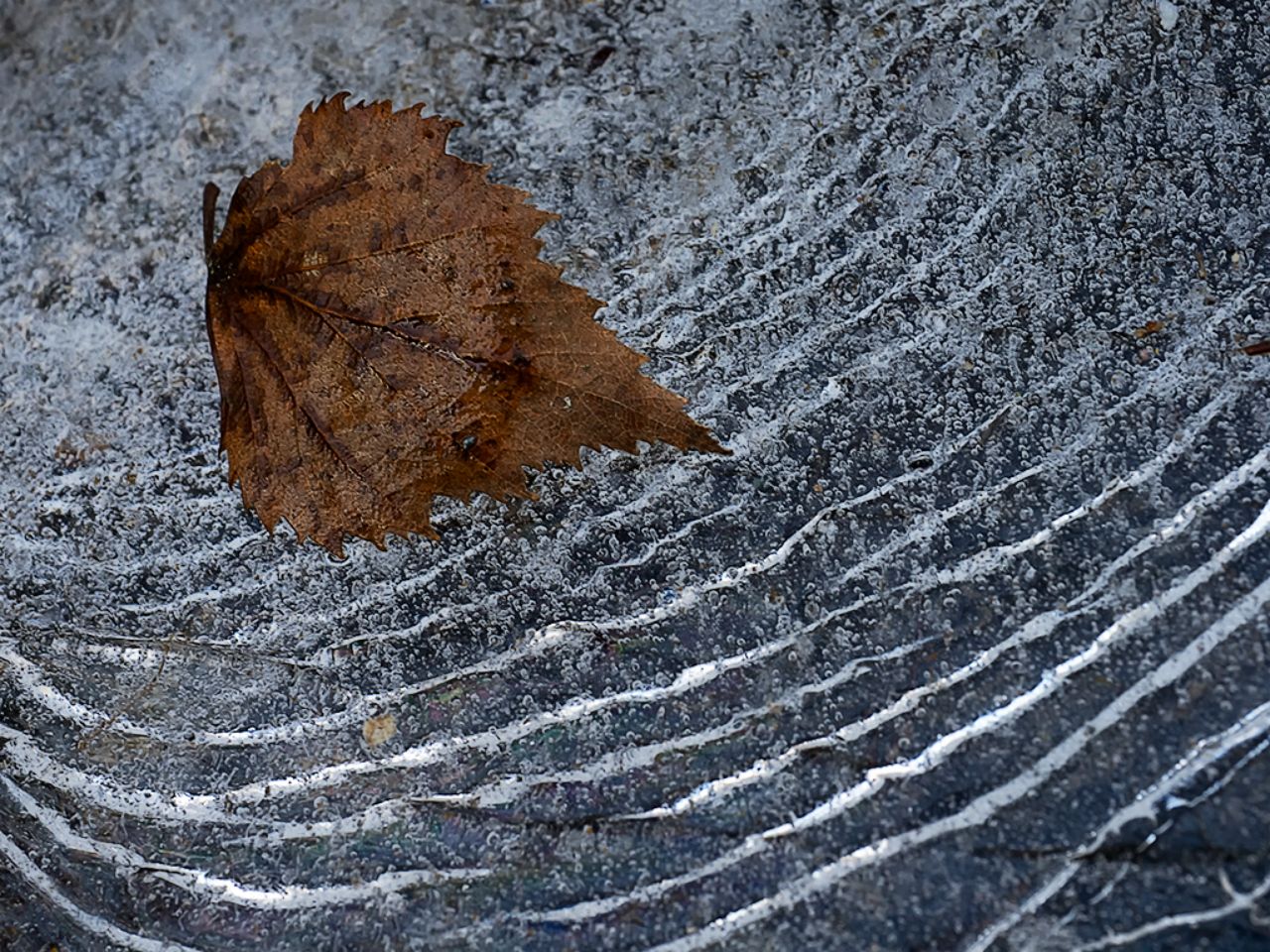 Bodegón sobre hielo