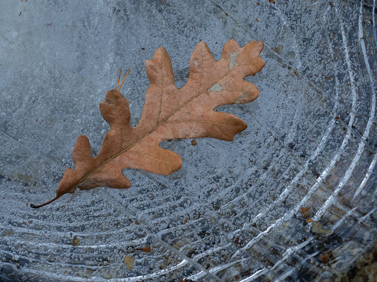 Bodegón sobre hielo