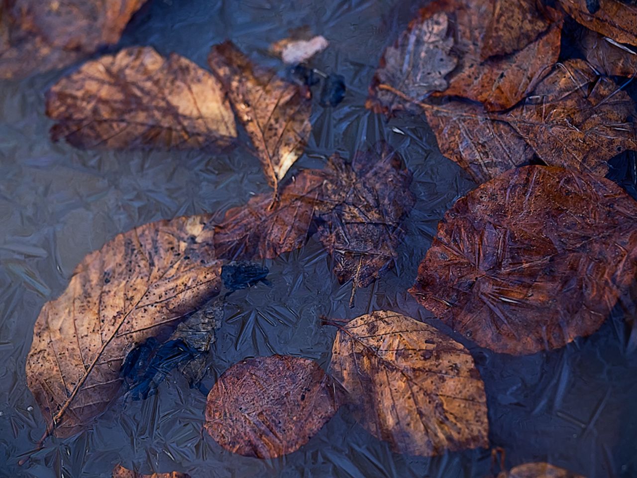Petrificado en hielo