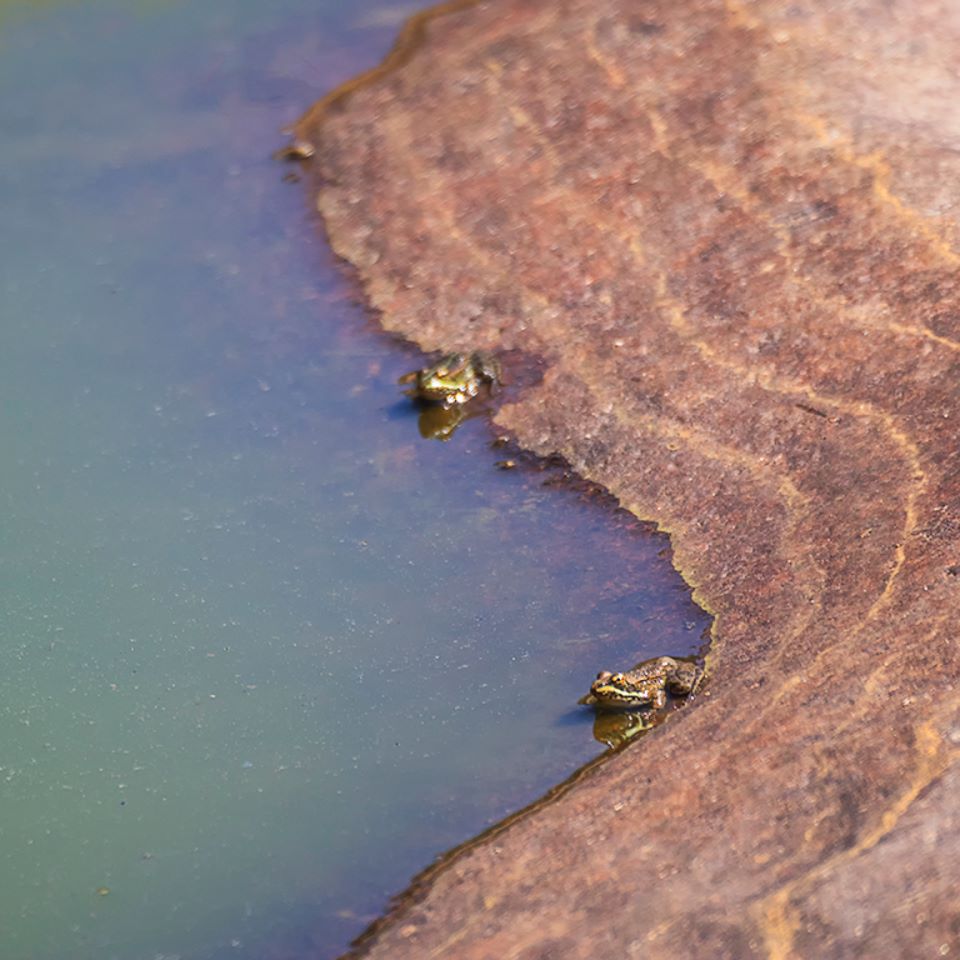 Ranas en la charca