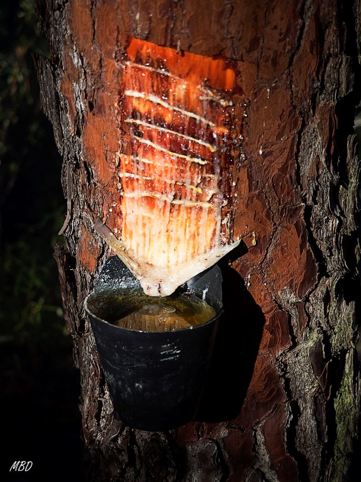 Pinares de Patones, oct2016