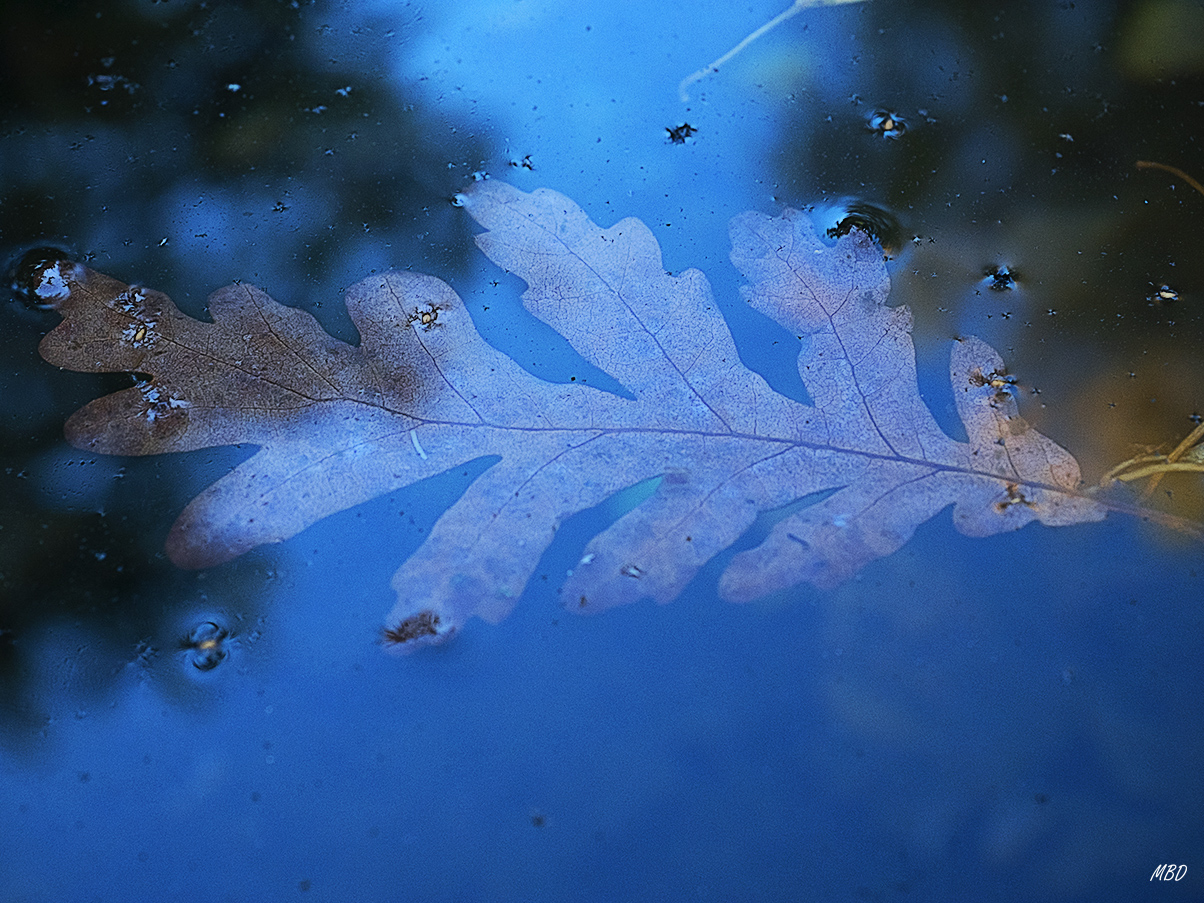 Abedular de Somosierra, oct2016