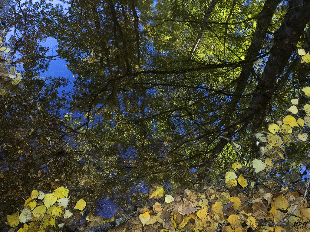 Abedular de Somosierra, oct2016