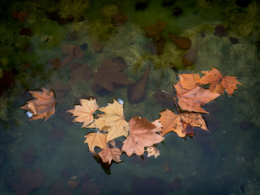 Pinceladas de otoño