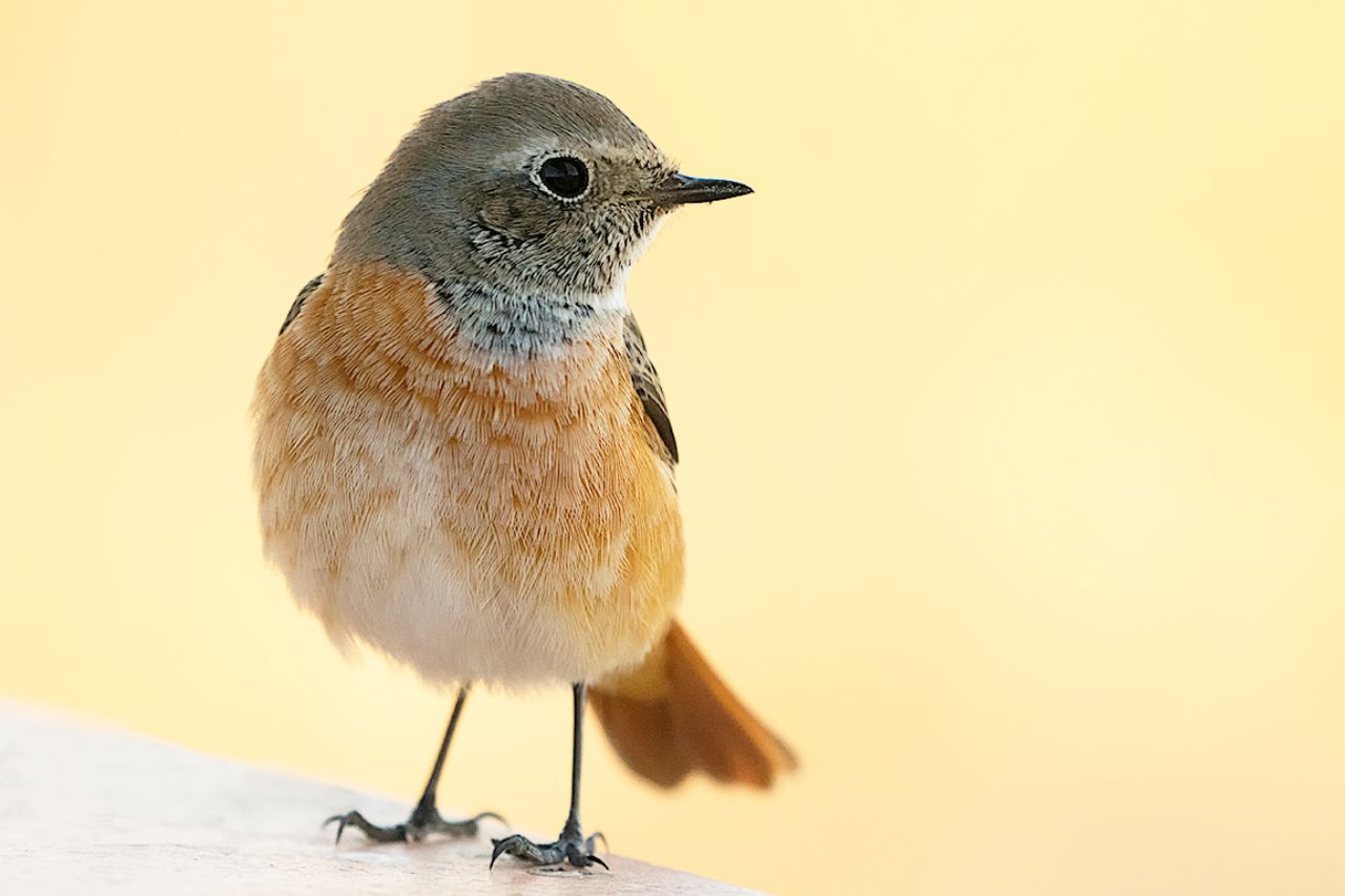 Colirrojo real hembra