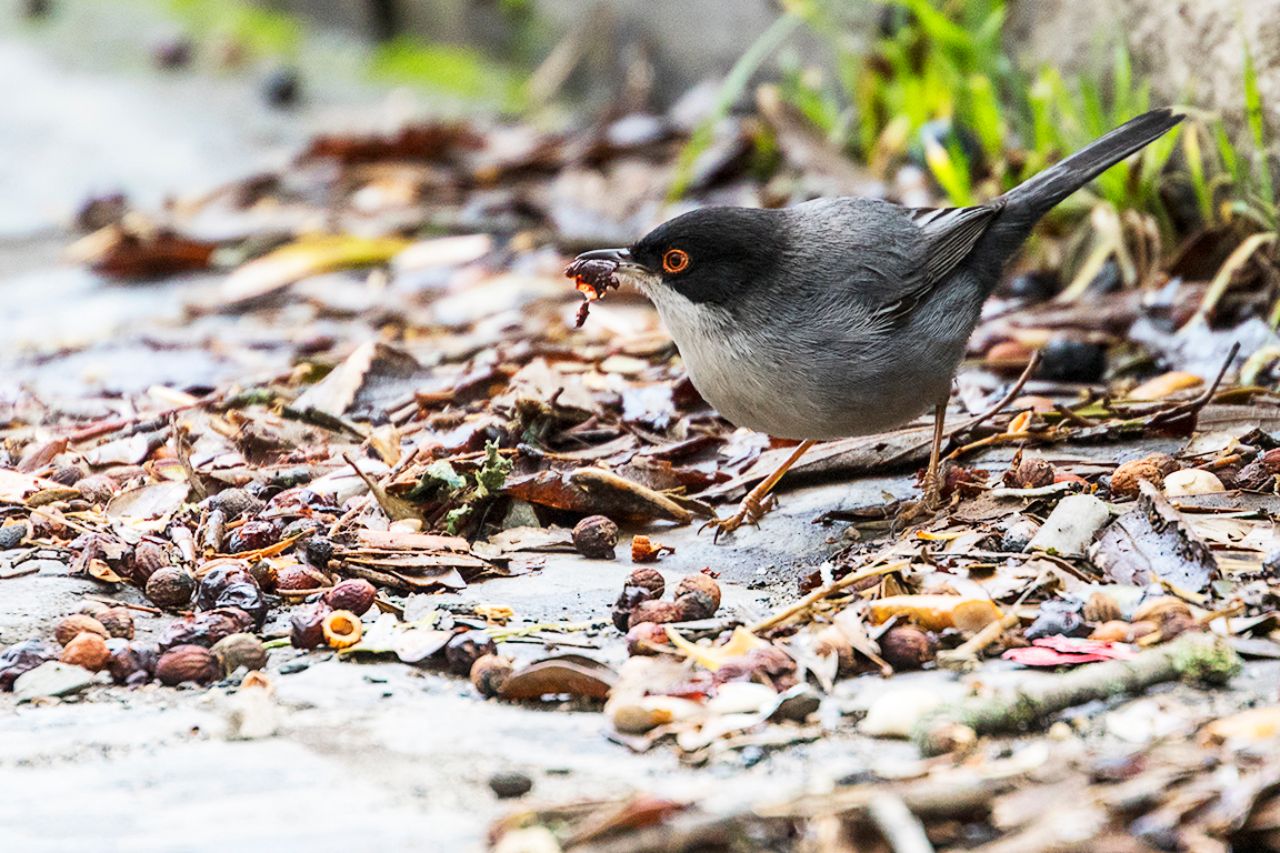 Curruca capirotada macho