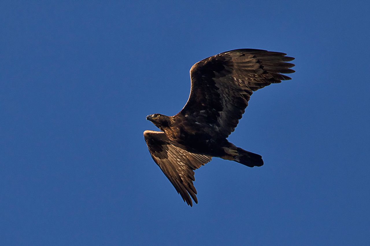Águila Imperial Ibérica