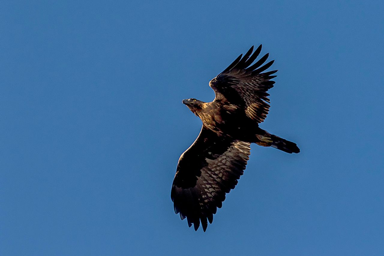 Águila imperial ibérica