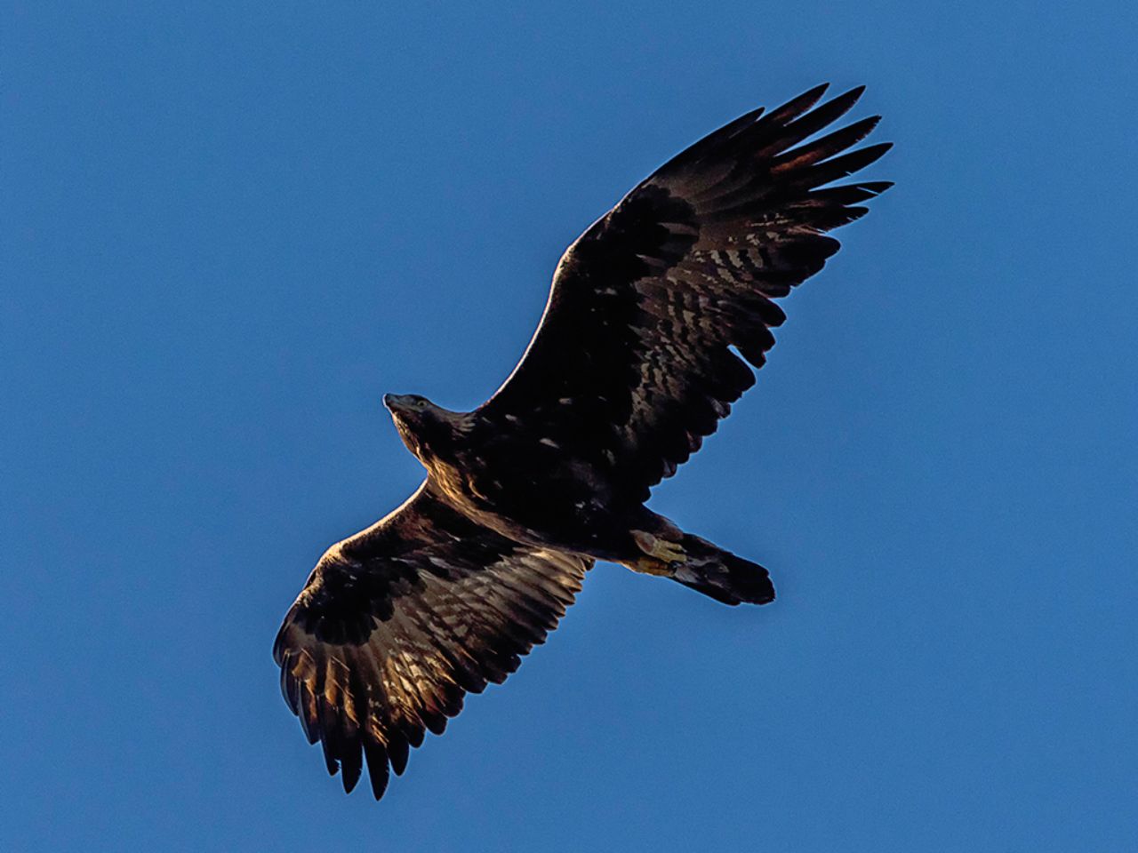 Águila Imperial Ibérica