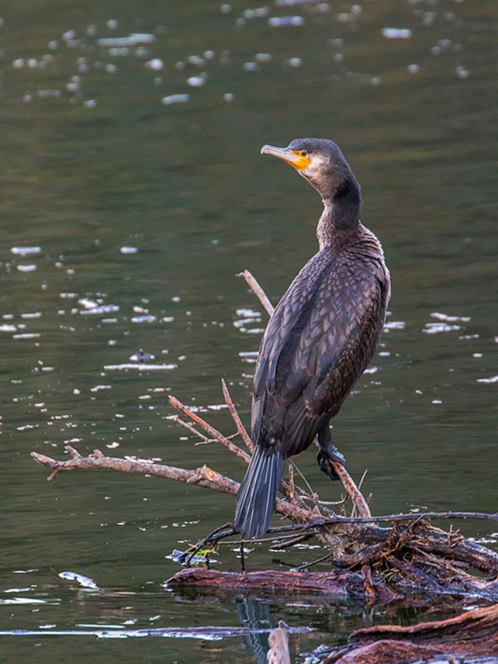 Cormorán grande