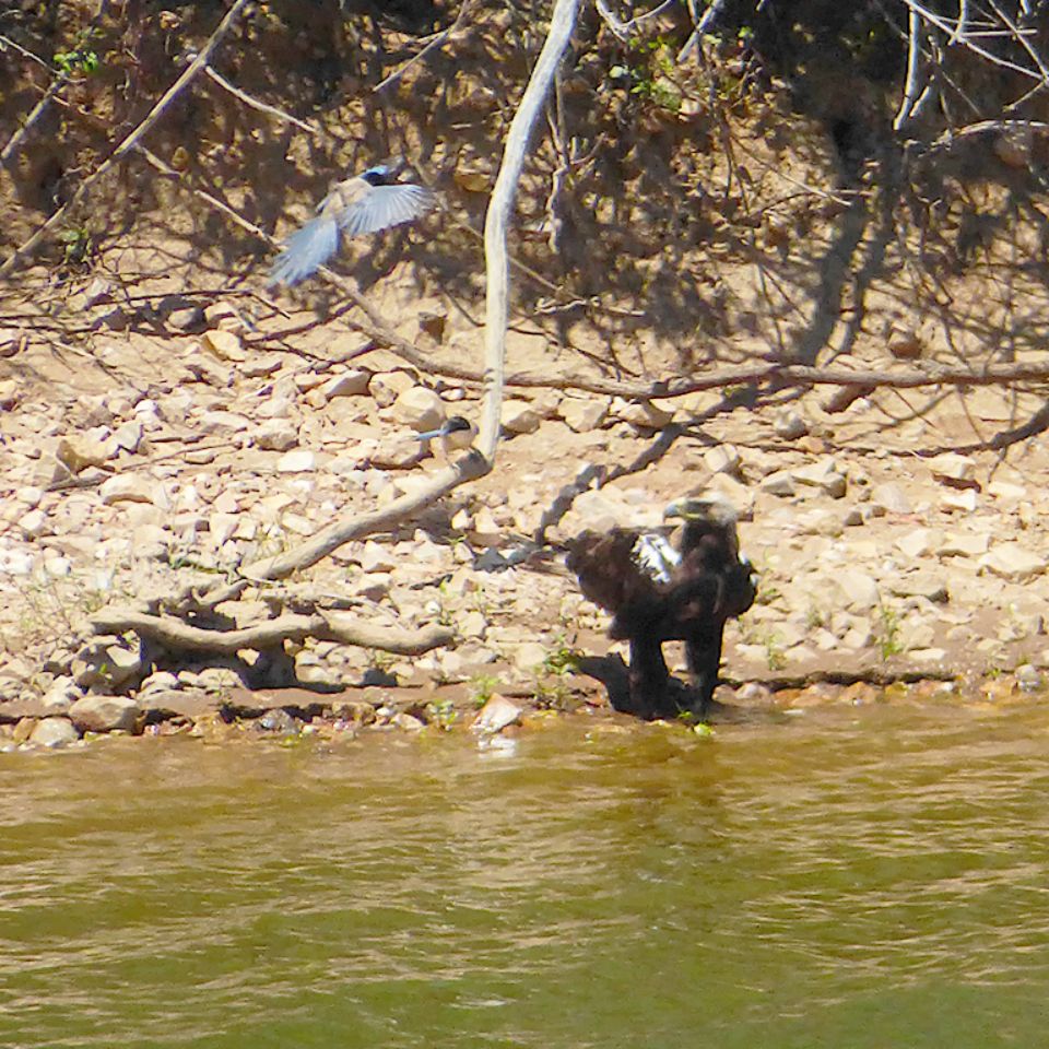 Águila imperial ibérica (foto testimonial)