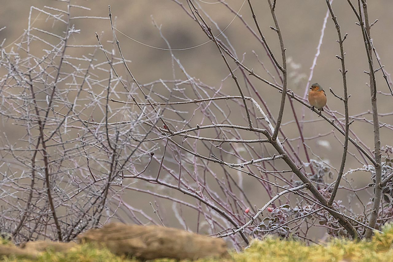 Pinzón común macho