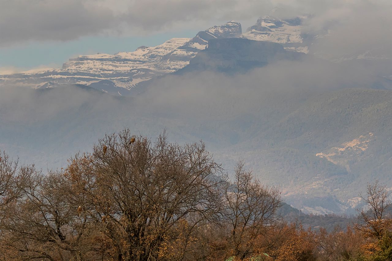 Los milanos en las copas