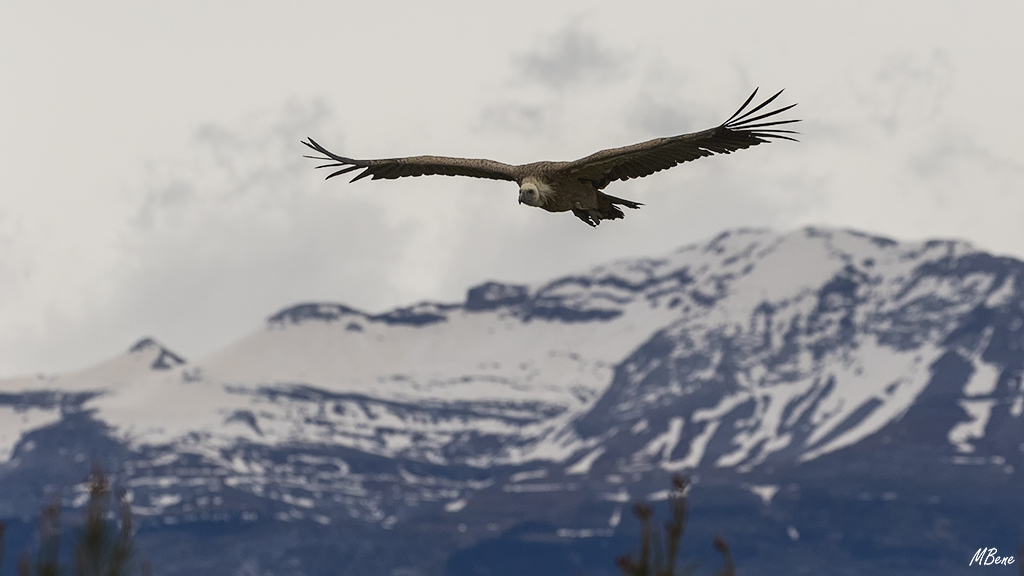 Busco captar sus vuelos