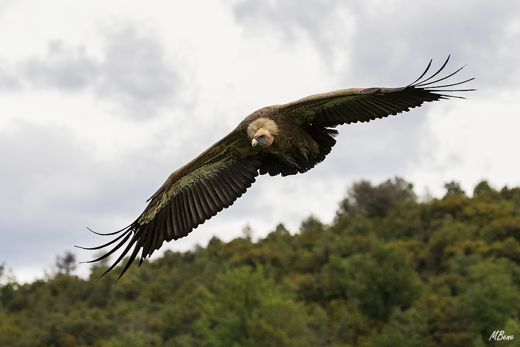 Las entradas se suceden