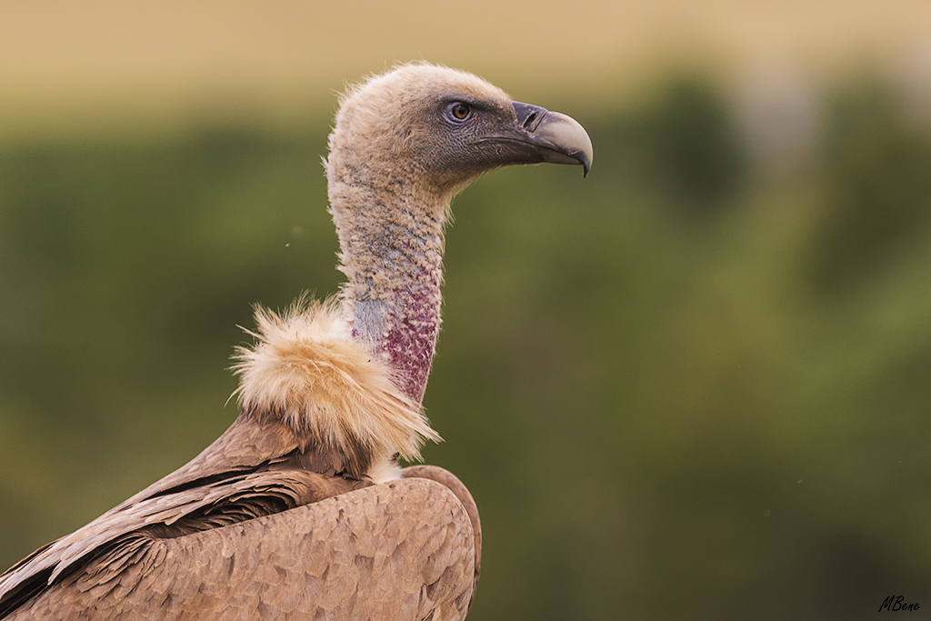 También oportunidad para retratos
