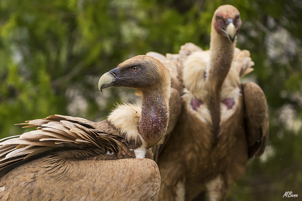Con rastros del banquete en su plumaje