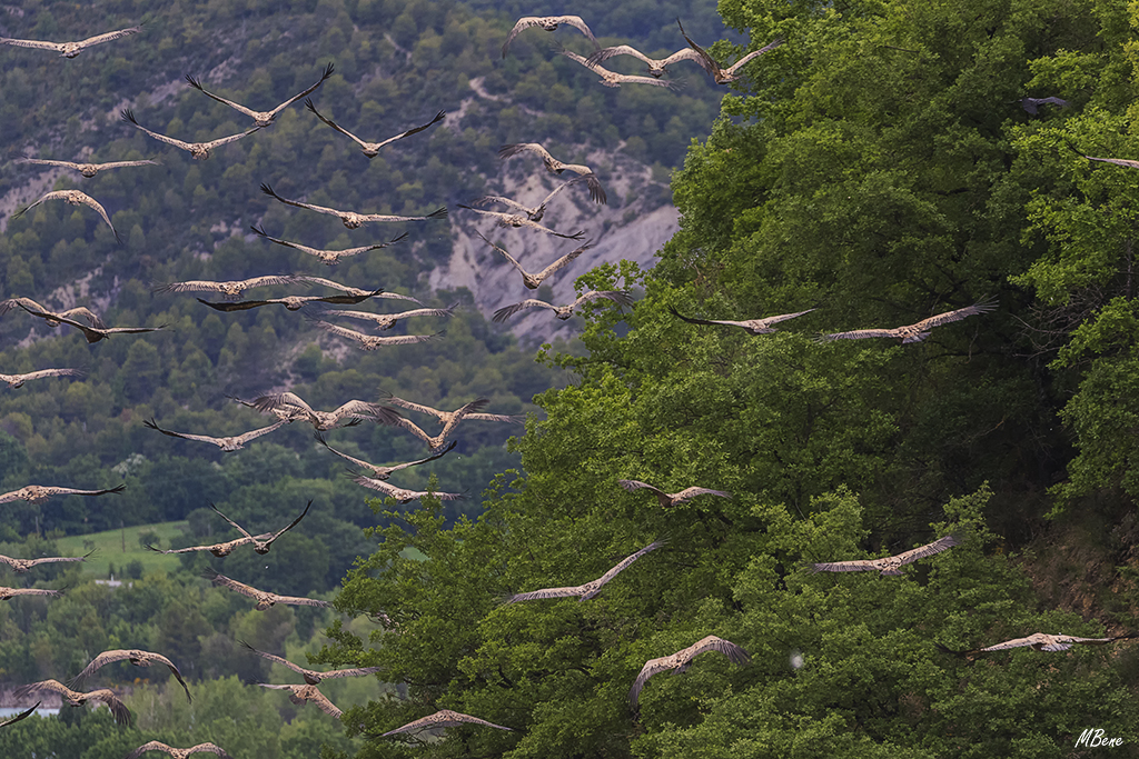 Se alejan en un gran bando