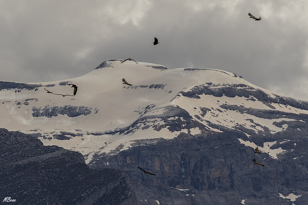 Los buitres vuelan alto