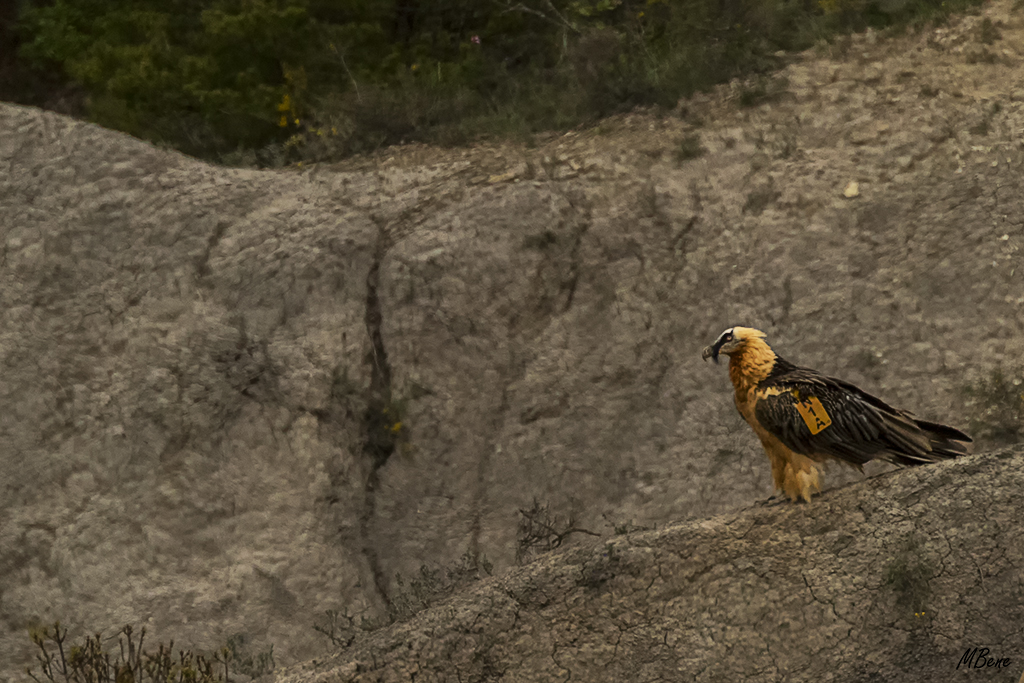 Es "Maladeta" hembra de 6 años