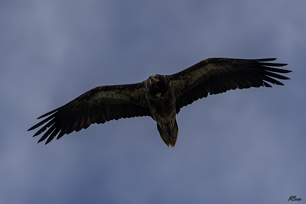 Y el alimoche juvenil