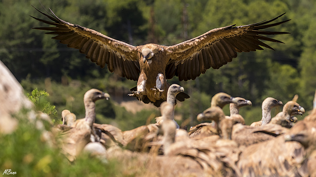 Pero estos son los dueños del muladar
