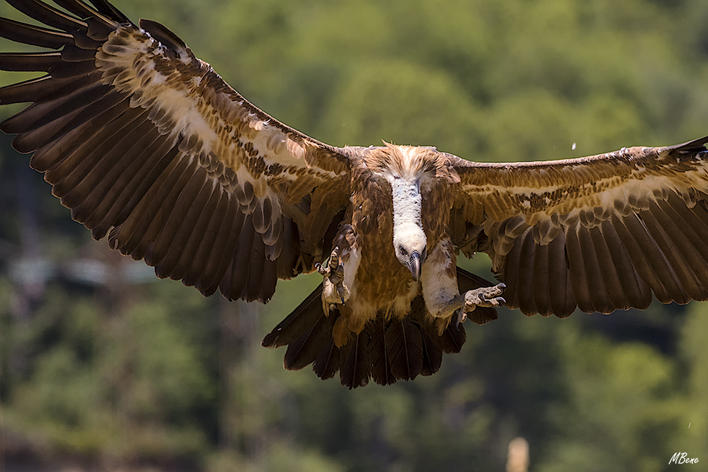 Renuncio a encuadrarlo entero