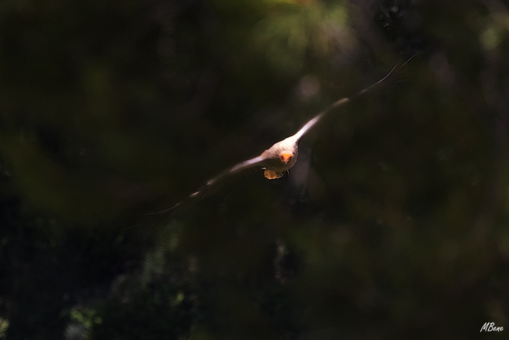 Tras el ramaje, la luz lo destaca