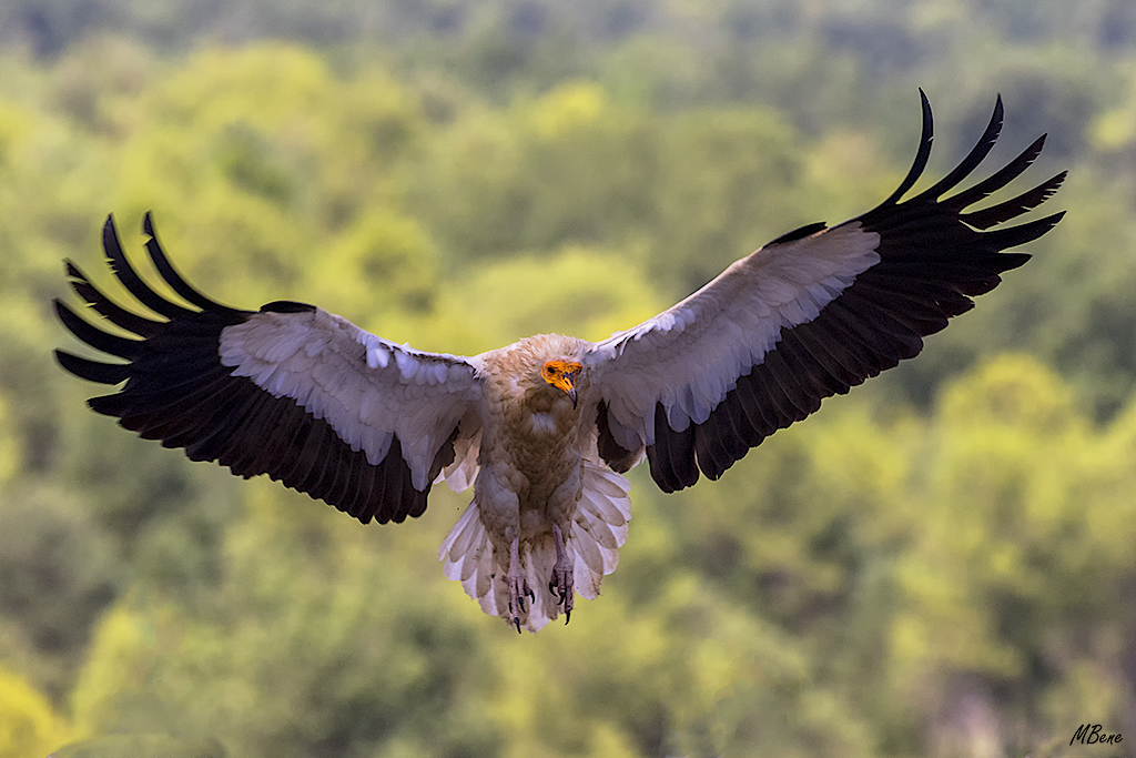 Todo desplegado para aterrizar