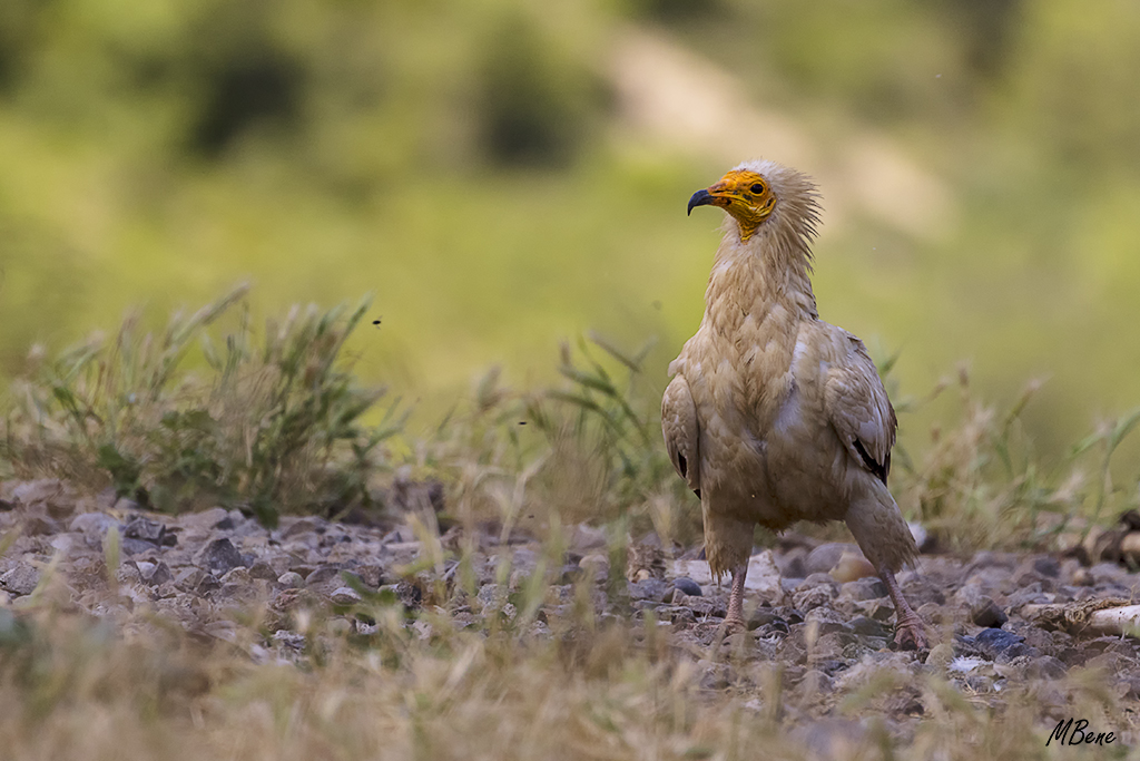 Se posan ttranquilos