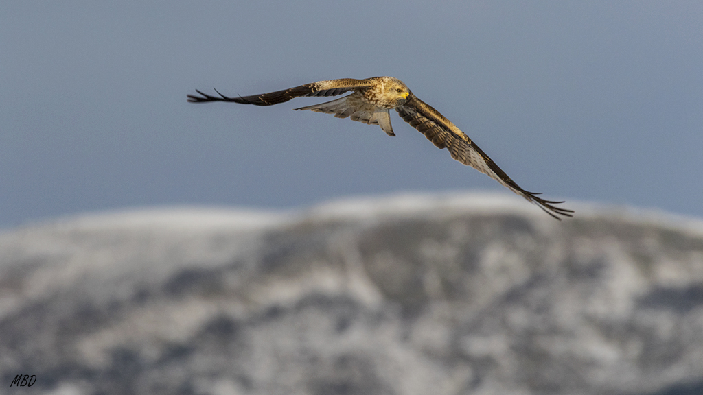 Qué buen fondo, y qué frío en el hide!