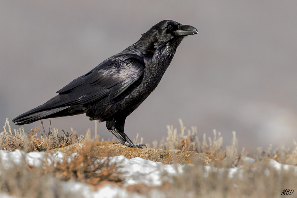 La luz es magnífica