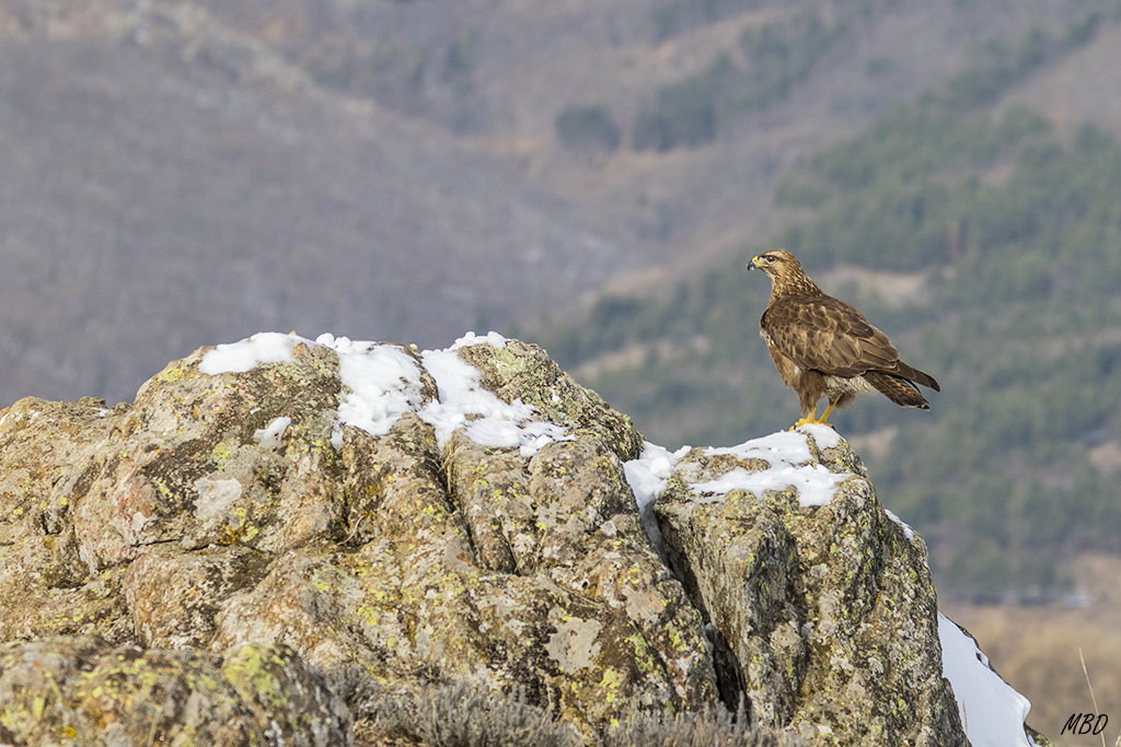 Contempla sus dominios