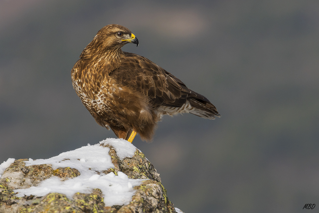 Imponente y dominador