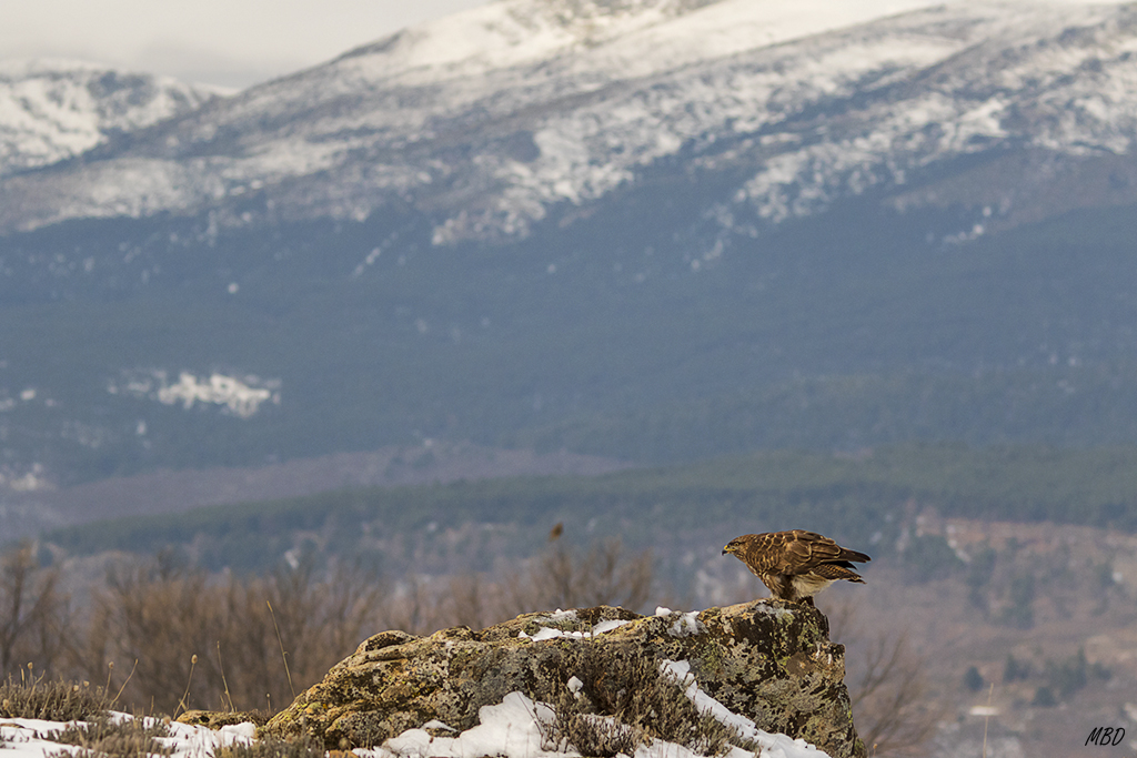 Un segundo ejemplar al fondo duda si acercarse