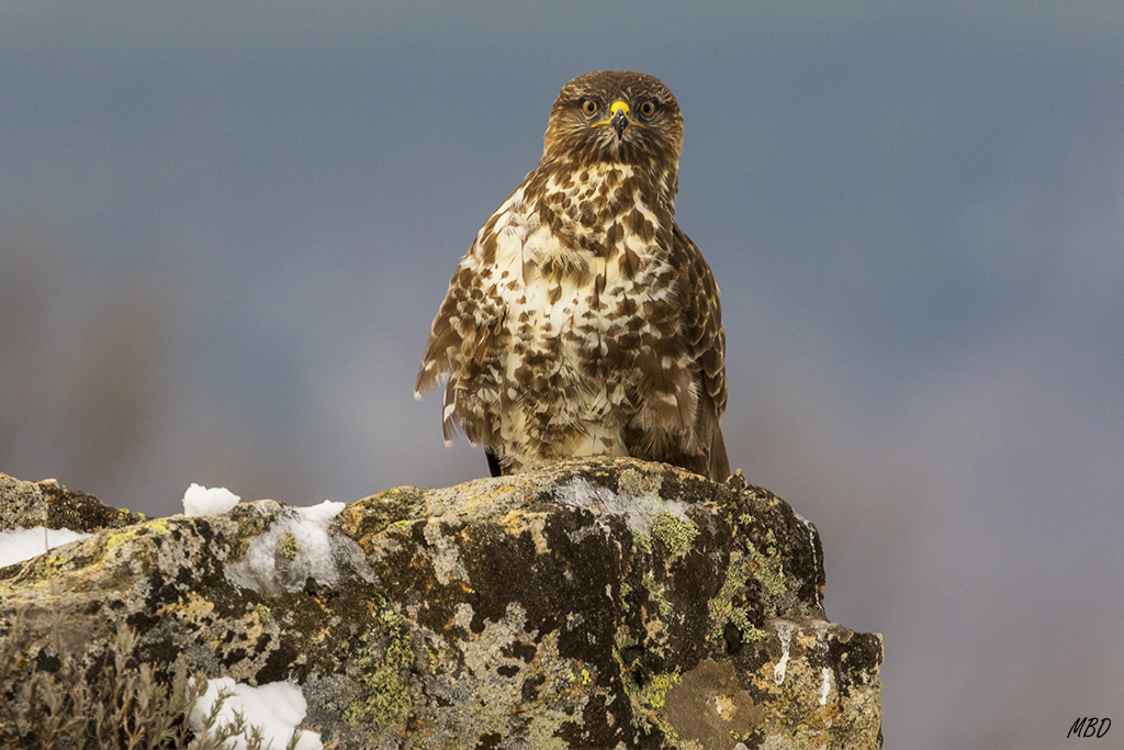Parece mirarnos fijamente