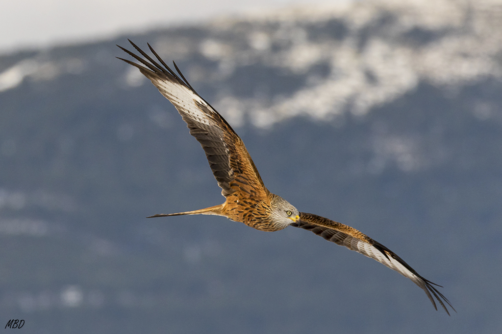 Nos sobrevuelan cada vez más bajo