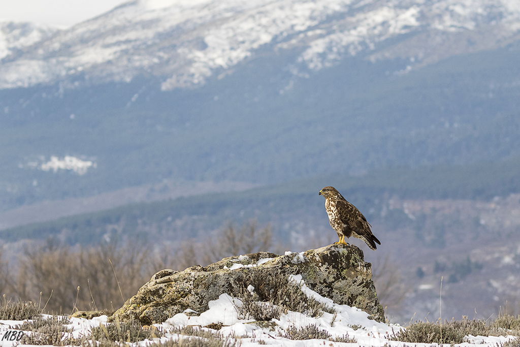 Atento y vigilante, mantiene a raya a los milanos