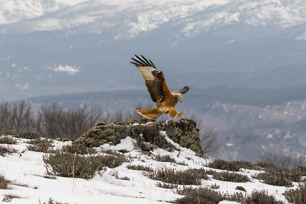 Hacen rápidas incursiones para atrapar alimento