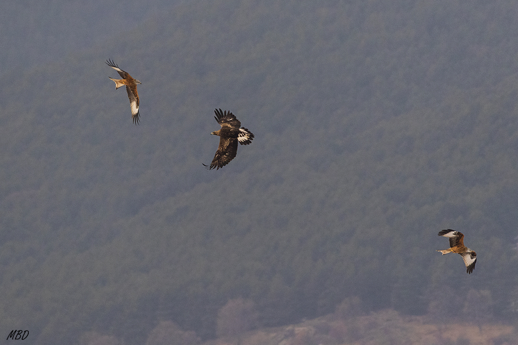 Los milanos se dispersan por precaución