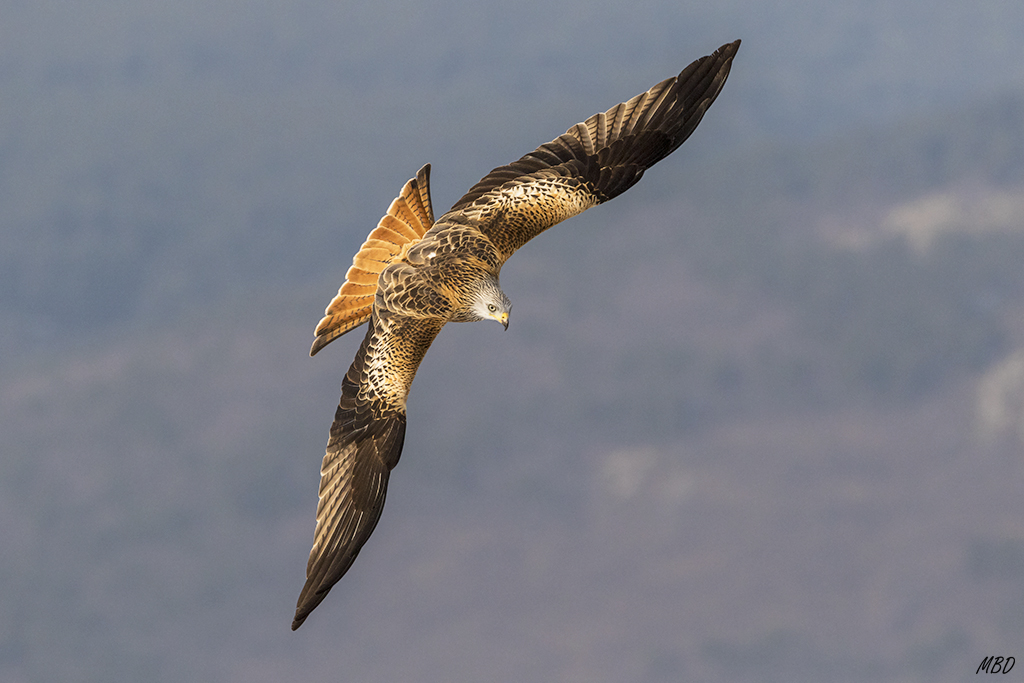 Luz de tarde de invierno